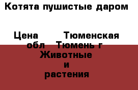 Котята пушистые даром › Цена ­ 1 - Тюменская обл., Тюмень г. Животные и растения » Кошки   . Тюменская обл.